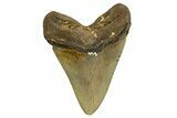 Serrated, Fossil Megalodon Tooth - North Carolina #328440-2